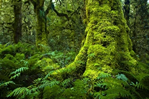 New Zealand, Southland, Fiordland National Park