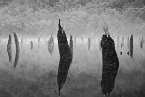 Fine Art Gallery: New Zealand, Southland, Fiordland National Park
