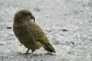 New Zealand Collection: New Zealand, Southland, Kea Mountain Parrot