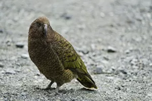 New Zealand Collection: New Zealand, Southland, Kea Mountain Parrot