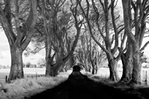 2016prints Collection: Northern Ireland, Country Antrim, The Dark Hedges