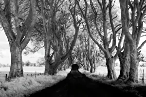 Ireland Collection: Northern Ireland, Country Antrim, The Dark Hedges