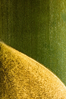 Borneo Collection: Sabah Malaysia, Borneo, Kinabalu National Park. Abstract view of Bamboo plant