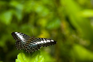 Borneo Collection: Sabah Malaysia, Borneo, Kinabalu National Park. Resting butterfly in the Poring Hot Springs
