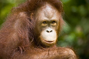 Borneo Collection: Sabah Malaysia, Borneo, Orang Utan