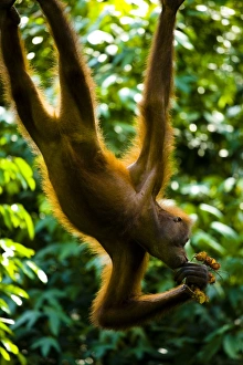 Borneo Collection: Sabah Malaysia, Borneo, Orang Utan