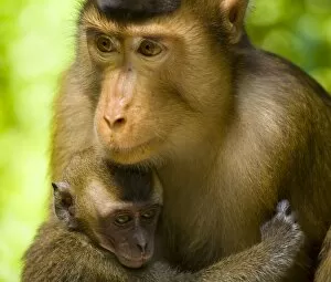 Borneo Collection: Sabah Malaysia, Borneo, Pig Tailed Macaque
