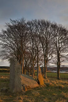 Tree Gallery: Scotland, Aberdeenshire, Tyrebagger Stone Circle