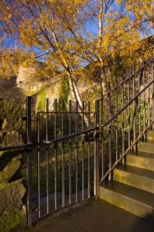 Tree Gallery: Scotland, Edinburgh, Johnston Terrace Wildlife Reserve. Johnston Terrace Wildlife Reserve