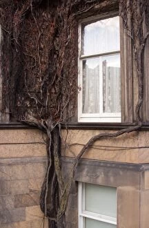 Spirit Of Edinburgh Gallery: Scotland, Edinburgh, New Town. Creeping tree clinging to a wall of a residential house in the New Town