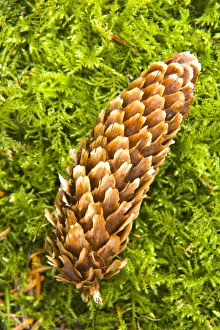 Images Dated 2nd June 2008: Scotland, Scottish Borders, Cardrona Forest