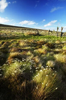 Images Dated 2nd June 2008: Scotland Scottish Borders The Pennine Way Cotton grass on moorland near the England Scotland