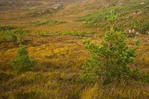 Scotland, Scottish Highlands, Bad na Sgalag Pinewood. Young trees planted as part of the Scotland