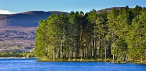 Spirit Of Highlands Collection: Scotland, Scottish Highlands, Cairngorms National Park. Loch Garten fringed by the Abernethy Forest