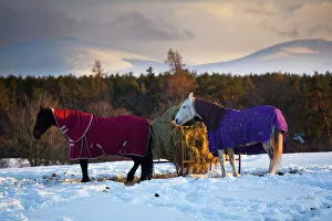 Scenery Collection: Scotland, Scottish Highlands, Cairngorms National Park. Horses grazing in a winter landscape of