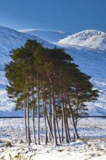 Snow Gallery: Scotland, Scottish Highlands, Dirrie More