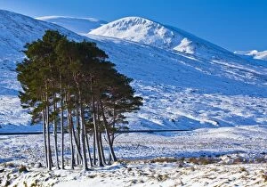 Snow Gallery: Scotland, Scottish Highlands, Dirrie More. Pocket of Scots Pine amidst the open landscape of the Dirrie More