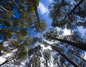 Images Dated 11th April 2009: Scotland, Scottish Highlands, Glen Albyn. Woodland near the Falls of Foyers