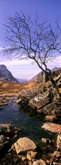 British Gallery: SCOTLAND, Scottish highlands, Glen Coe. A lonely tree on the barren landscape of the valley