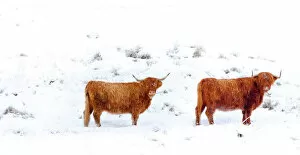 Uplands Gallery: Scotland, Scottish Highlands, Glen Dochart. Highland Cattle brave the elements of a harsh winter environment in