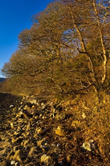 Sea Loch Gallery: Scotland, Scottish Highlands, Loch Etive. Late afternoon light illuminates the woodland fringing