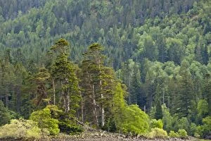 Scotland, Scottish Highlands, Loch Laggan. Group of native Scots Pine trees on the banks of Loch Laggan