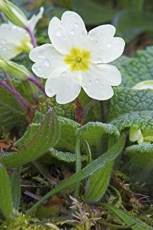 Spirit Of Highlands Collection: Scotland, Scottish Highlands, Primrose. A wild primrose (Primula Vulgaris) photographed in April