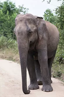 Images Dated 22nd March 2023: Sri Lanka, Ratnapura District, Udawalawa National Park