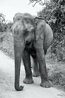 Images Dated 22nd March 2023: Sri Lanka, Ratnapura District, Udawalawa National Park