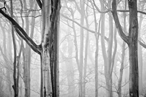 Images Dated 2011 March: Tree Mist