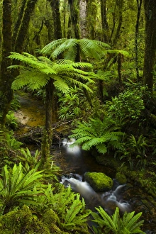 Bush Gallery: Tuatapere Hump Ridge Track, Southland, New Zealand