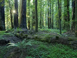 U.S.A Gallery: United States of America, California, Humboldt Redwoods State Park
