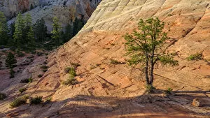 U.S.A Gallery: United States of America, Utah, Zion National Park