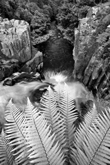 Black Light Gallery: Waterfall Ferns